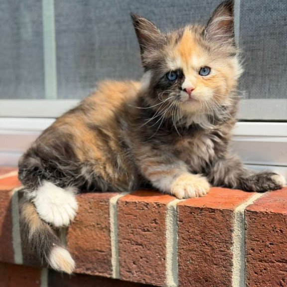 Maine Coon CK Piper Polydactyl Kitten is in USA