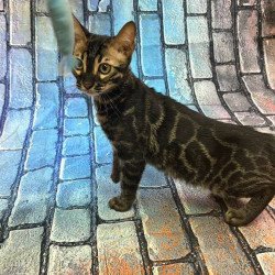 Bengal Velvet Black Kitten...