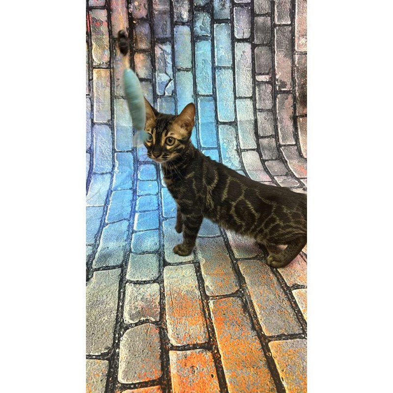 Bengal Velvet Black Kitten is in NY