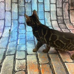 Bengal Velvet Black Kitten...