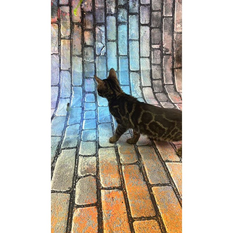 Bengal Velvet Black Kitten is in NY