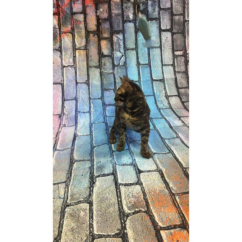 Bengal Velvet Black Kitten is in NY