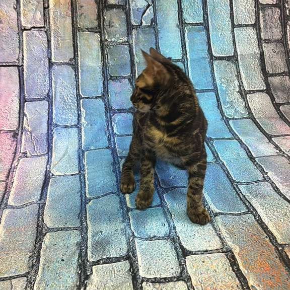 Bengal Velvet Black Kitten is in NY