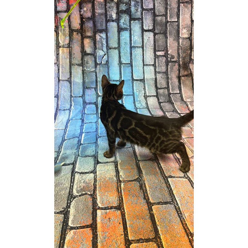 Bengal Velvet Black Kitten is in NY