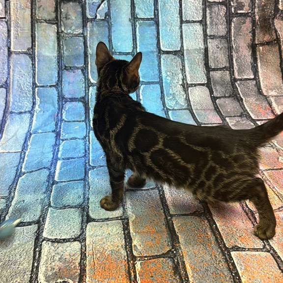 Bengal Velvet Black Kitten is in NY