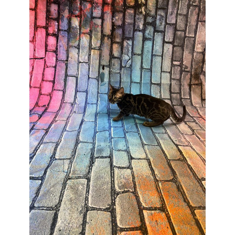 Bengal Velvet Black Kitten is in NY