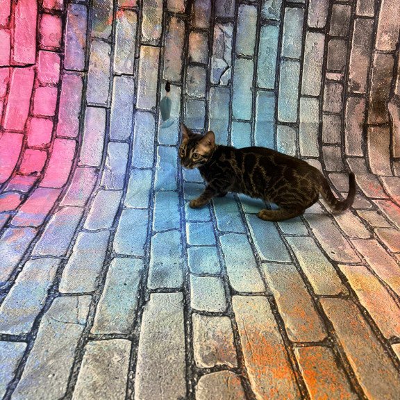 Bengal Velvet Black Kitten is in NY
