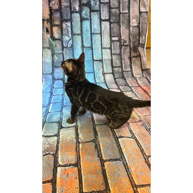 Bengal Velvet Black Kitten is in NY