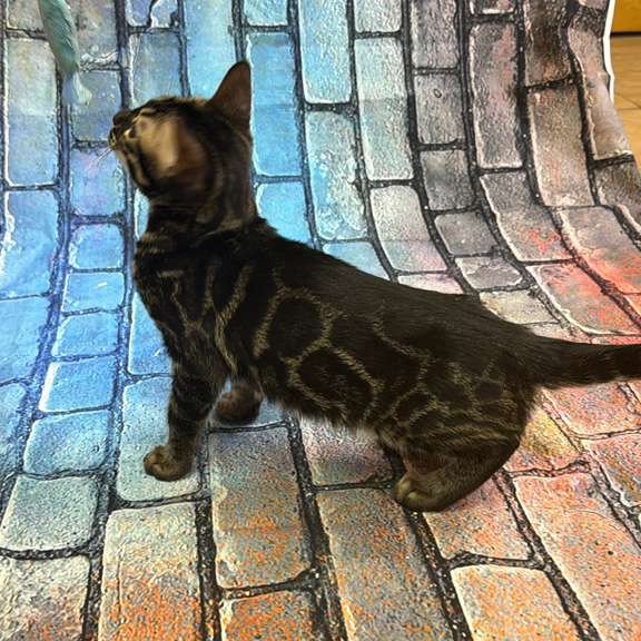 Bengal Velvet Black Kitten is in NY