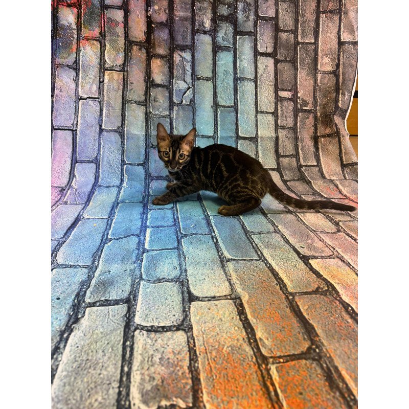 Bengal Velvet Black Kitten is in NY
