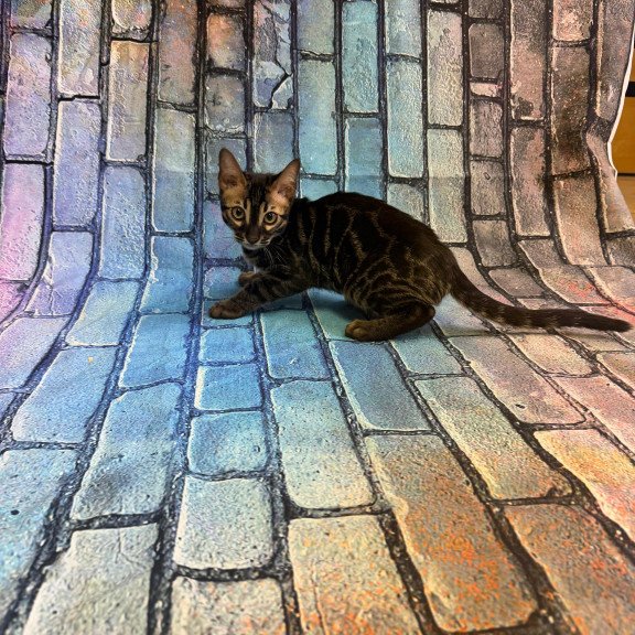 Bengal Velvet Black Kitten is in NY