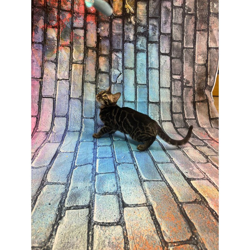 Bengal Velvet Black Kitten is in NY