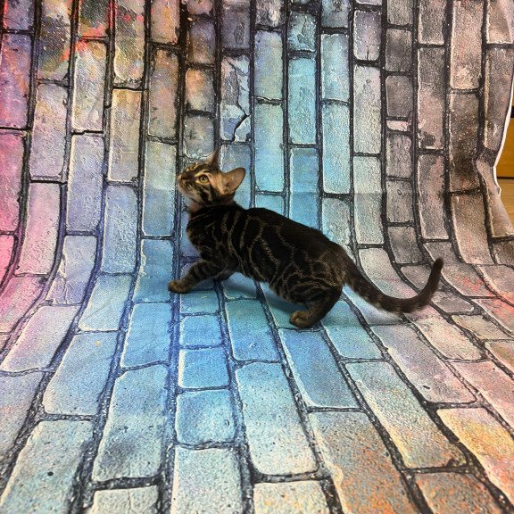 Bengal Velvet Black Kitten is in NY