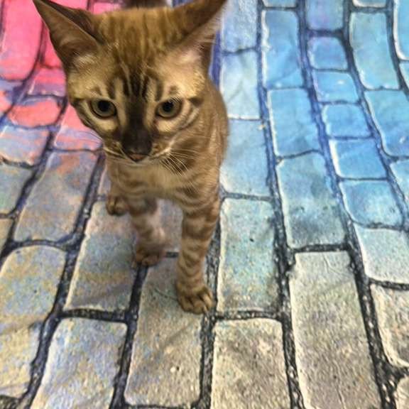 Bengal Cashmere Kitten is in NY