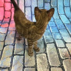 Bengal Cashmere Kitten is...