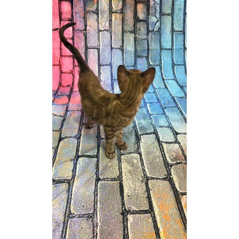 Bengal Cashmere Kitten is in NY