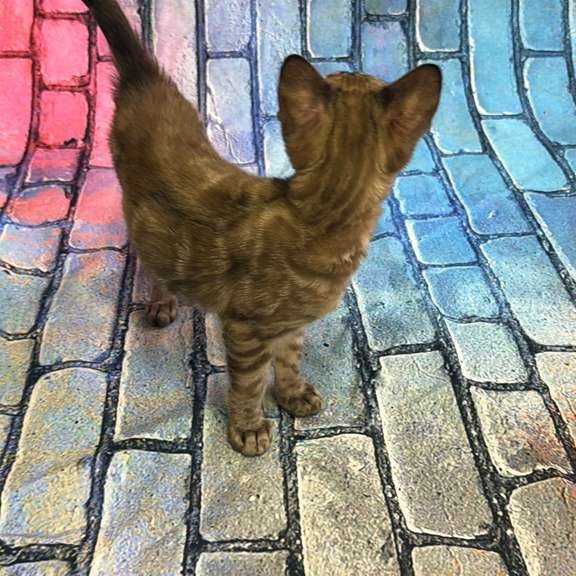 Bengal Cashmere Kitten is in NY