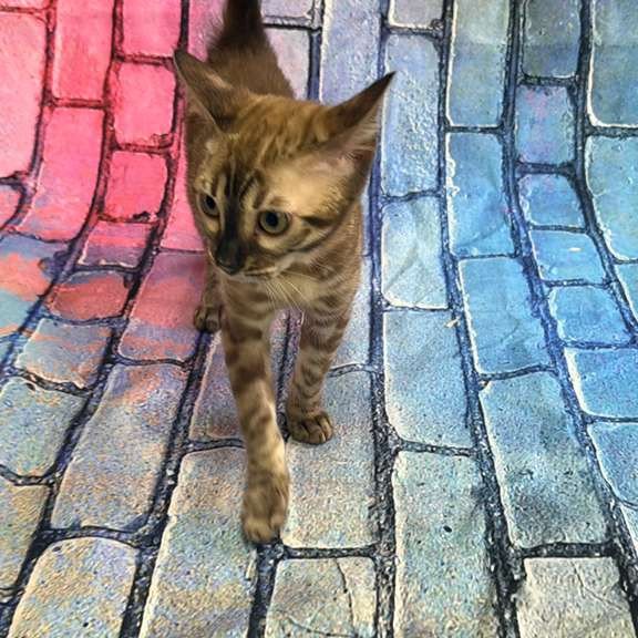Bengal Cashmere Kitten is in NY