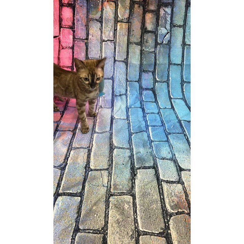 Bengal Cashmere Kitten is in NY
