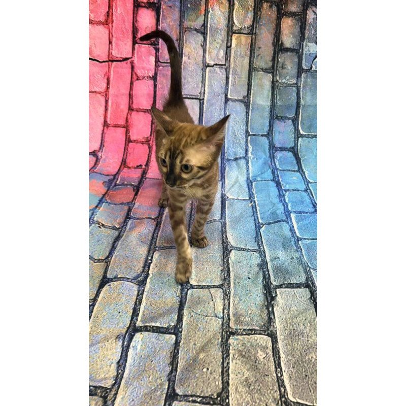 Bengal Cashmere Kitten is in NY