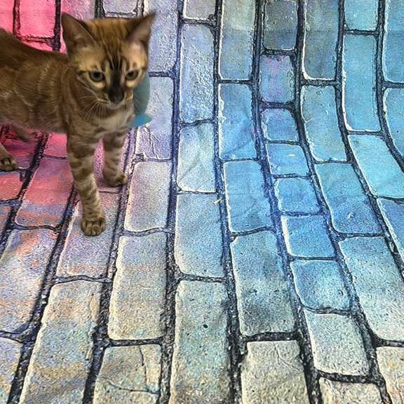 Bengal Cashmere Kitten is in NY