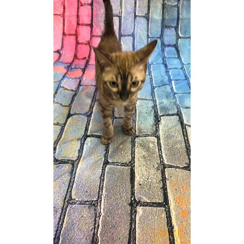 Bengal Cashmere Kitten is in NY