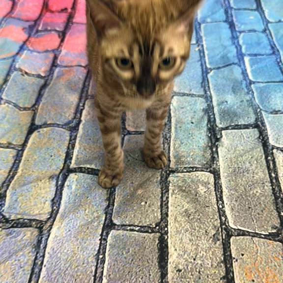Bengal Cashmere Kitten is in NY