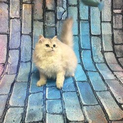 British 6.21 kitten is in NY
