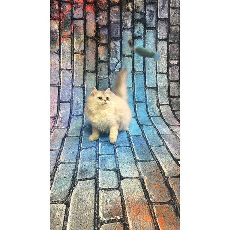 British 6.21 kitten is in NY