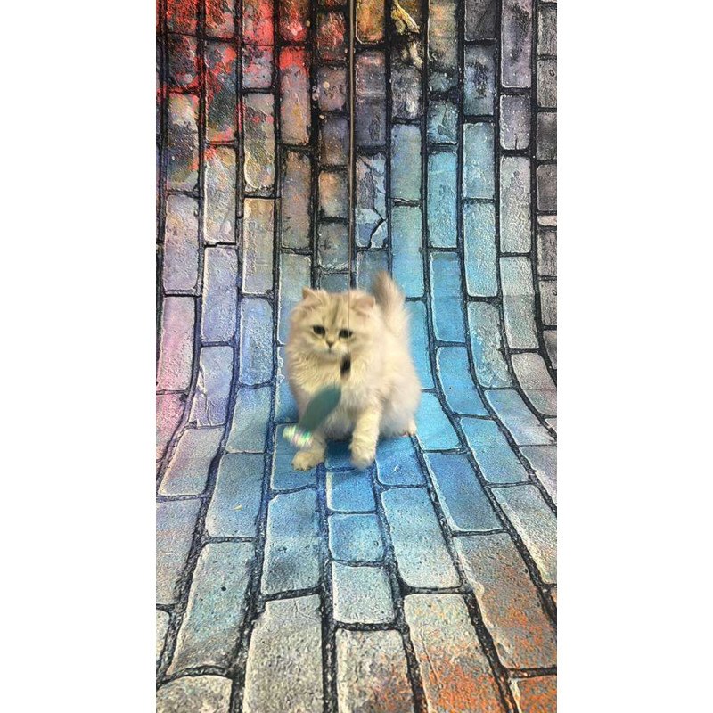 British 6.21 kitten is in NY