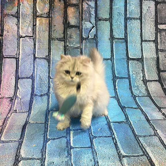 British 6.21 kitten is in NY