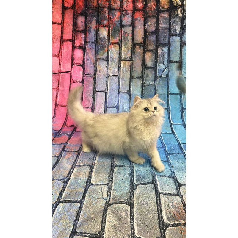 British 6.21 kitten is in NY