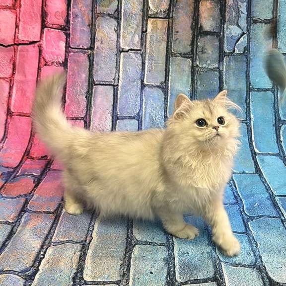 British 6.21 kitten is in NY