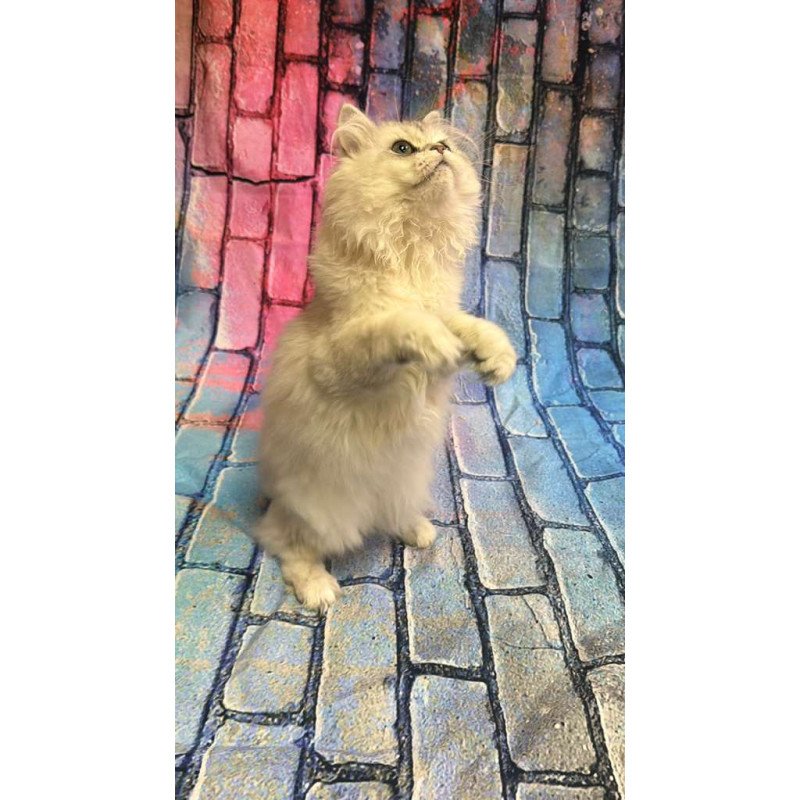 British 6.21 kitten is in NY