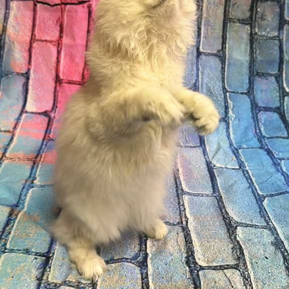 British 6.21 kitten is in NY