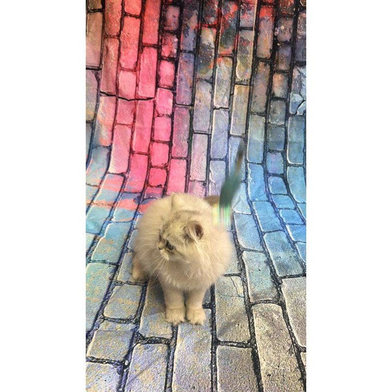 British 6.21 kitten is in NY