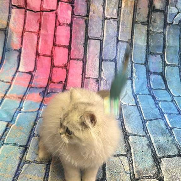 British 6.21 kitten is in NY