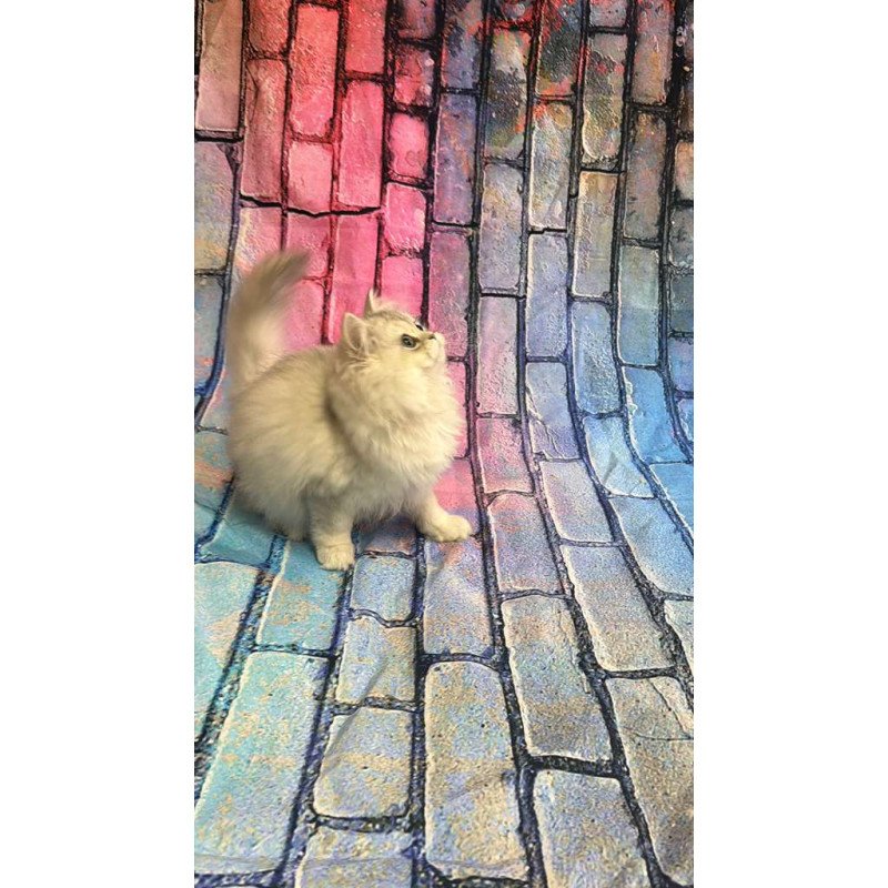 British 6.21 kitten is in NY
