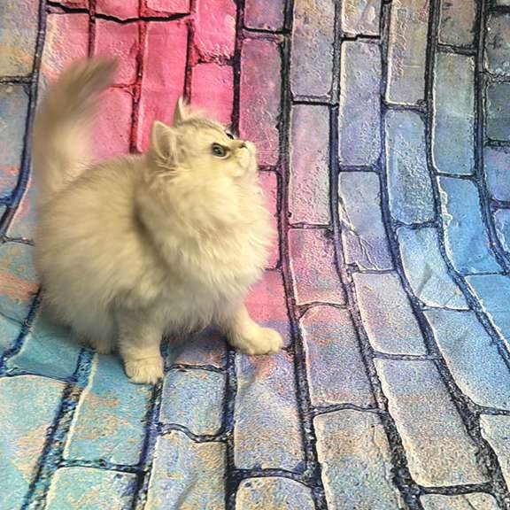 British 6.21 kitten is in NY