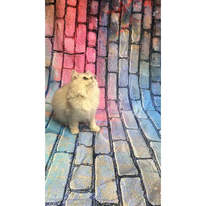 British 6.21 kitten is in NY