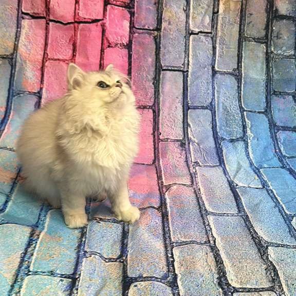 British 6.21 kitten is in NY