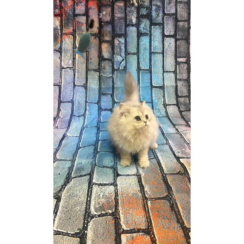 British 6.21 kitten is in NY