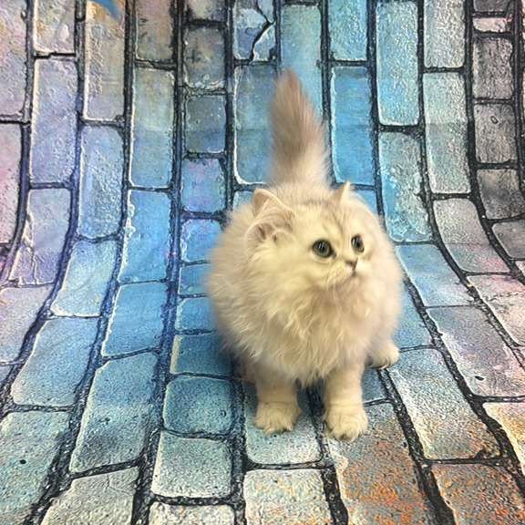 British 6.21 kitten is in NY
