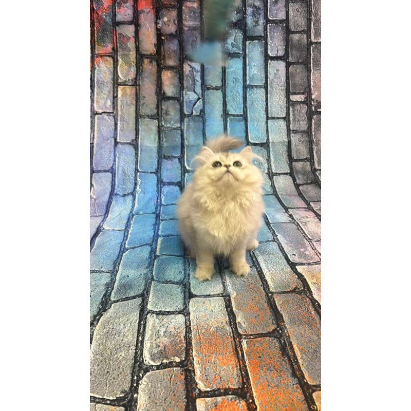 British 6.21 kitten is in NY