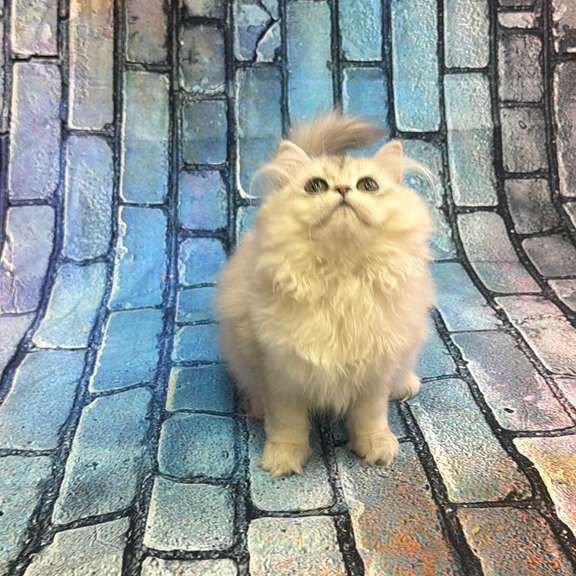 British 6.21 kitten is in NY