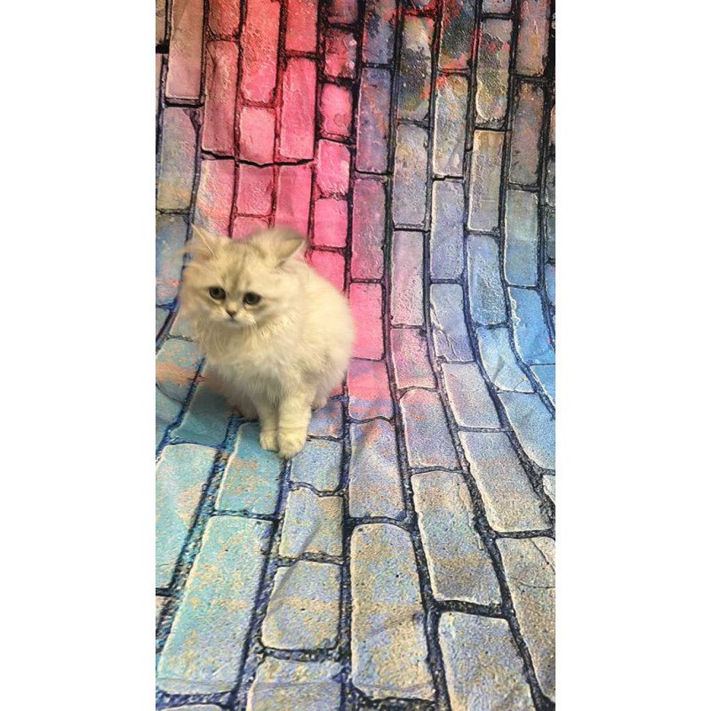 British 6.21 kitten is in NY