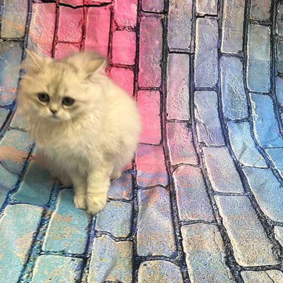 British 6.21 kitten is in NY