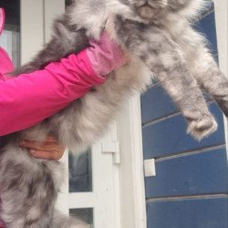 Maine Coon A Yanina