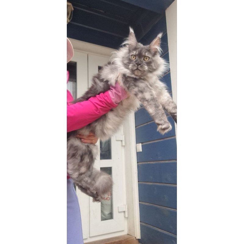 Maine Coon A Yanina