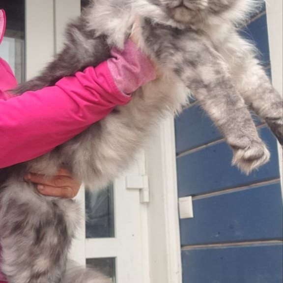 Maine Coon A Yanina